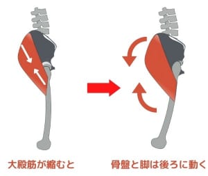 脚を後ろに蹴る時に太ももの骨は背中側に移動しますが、大殿筋が収縮することで同時に骨盤も後ろにやや倒れます。