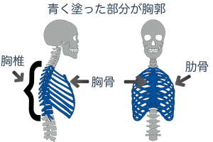 胸郭とは、背骨の中間にある「胸椎」と胸の真ん中にある平らな骨の「胸骨」、胸椎から胸骨までをカゴのように囲んでいる「肋骨」の3つのことを指します