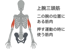二の腕の筋肉は「上腕三頭筋」といって、押す動作で使われる筋肉です
