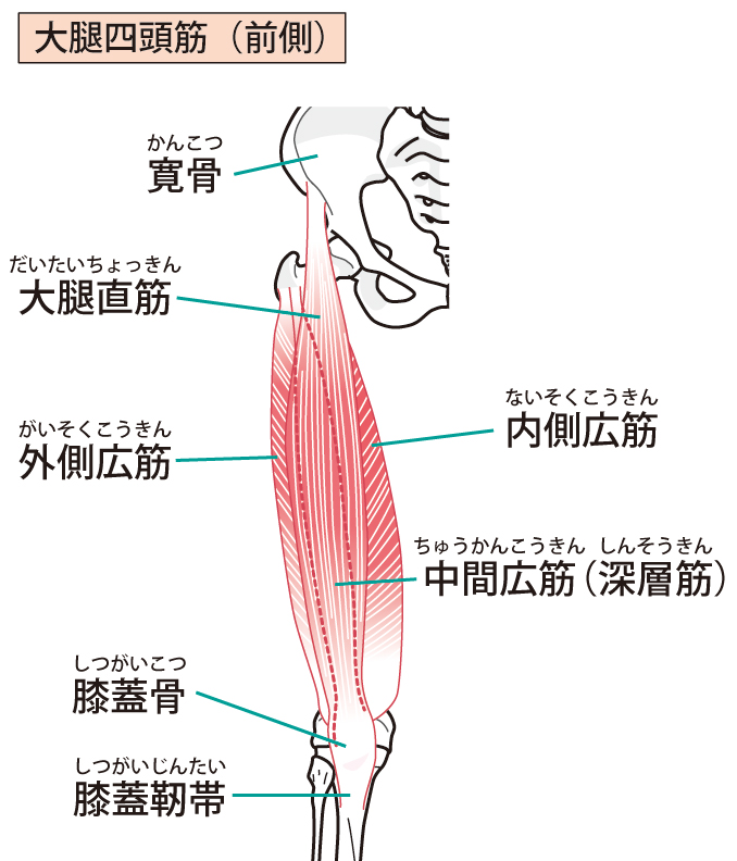 膝周辺の筋肉は上記の図の通り、太もも前側の筋肉＝大腿四頭筋を鍛えるコトでたるみが解消されます。